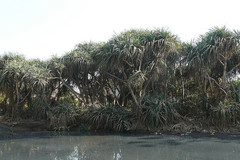 Pandanus fascicularis